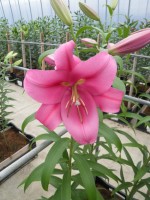 [1765 Etosha VH No01.JPG]